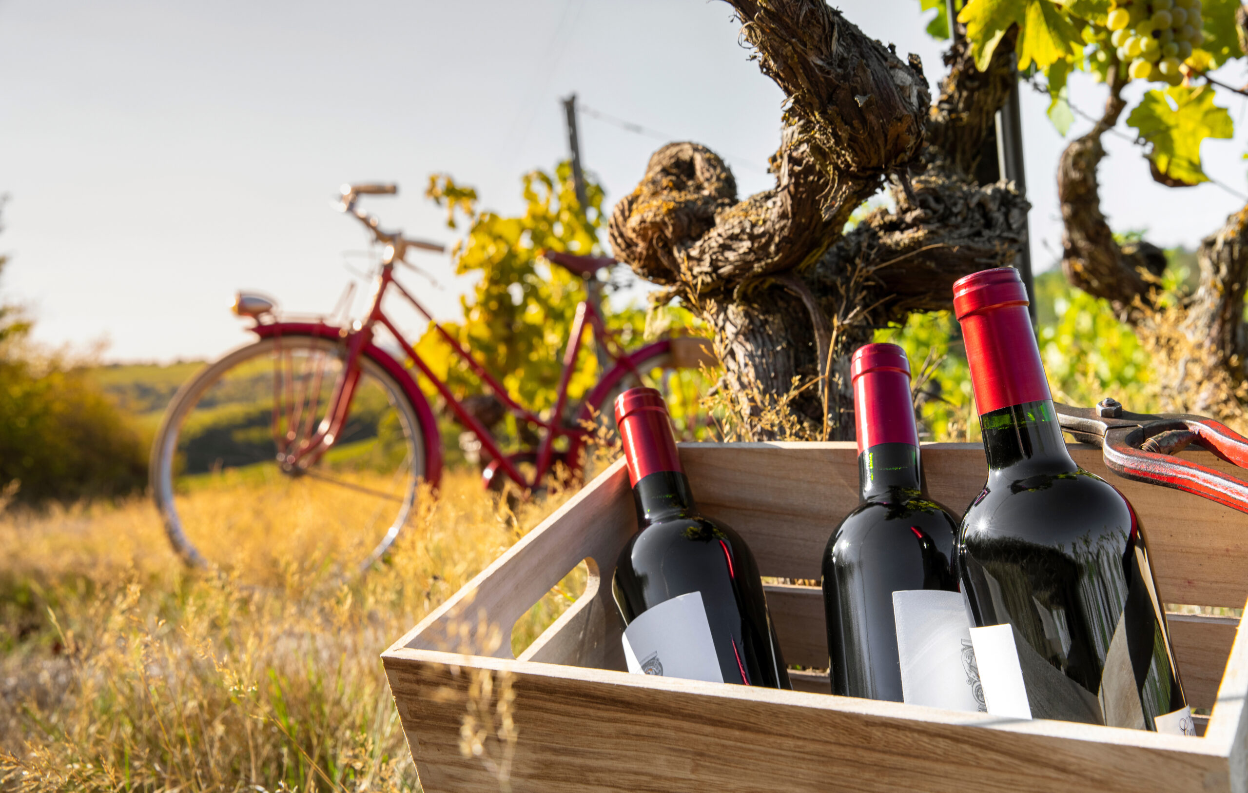 ワインと自転車の画像